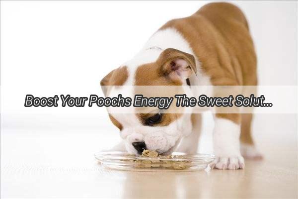 Boost Your Poochs Energy The Sweet Solution to Canine Hypoglycemia with Rice Porridge